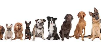 Offal Trim (Pet Food)